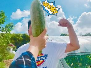 所有吃瓜网红是谁,全网热议的“吃瓜网红”阵容大起底  第3张