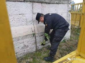 最新爆料林先生的事件,最新爆料揭示惊人真相  第3张